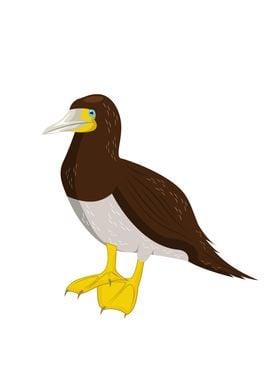 Brown Booby Bird