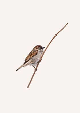 Sparrow perched on branch