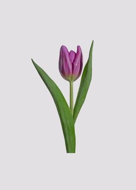 Purple tulip photo