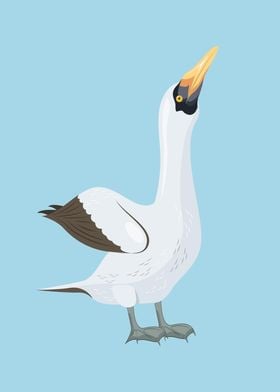 Nazca Booby Bird