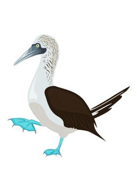 Blue Footed Booby Bird