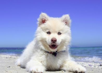 American Eskimo Puppy