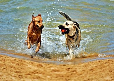 Two Dogs At The Beach