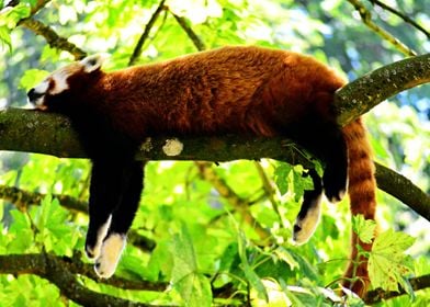 Red Panda Snoozing