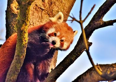 Cute Red Panda