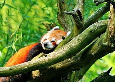 Lazy Red Panda