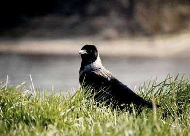 Hooded Crow on Grass