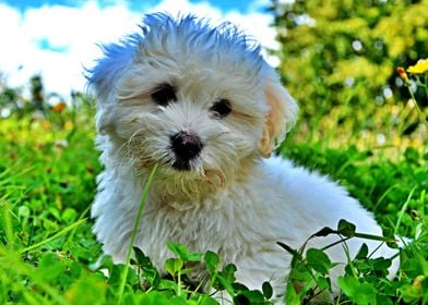 Cute White Dog