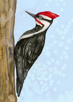  Pileated woodpecker