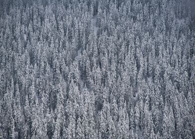 Snow covered forest