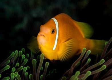 Clownfish