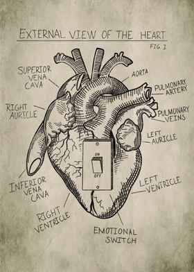 Heart Medical Drawing