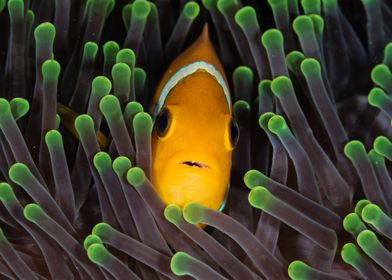 Clownfish