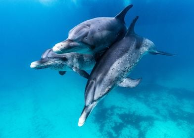 Dolphin love