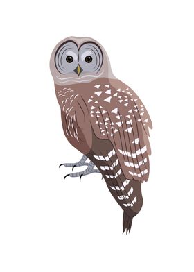 Barred Owl Bird