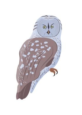 Great Gray Owl Bird