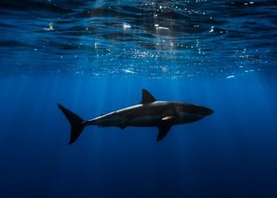 Animals Shark Ocean Nature