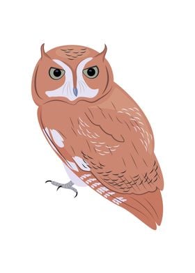 Screech Owl Bird