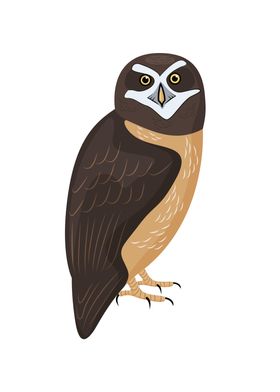 Spectacled Owl Bird