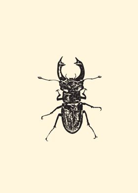 Stag beetle