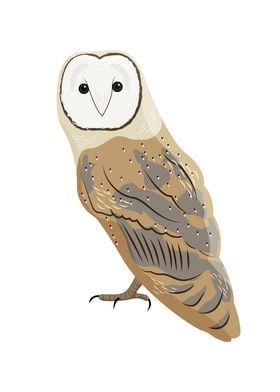 Barn Owl Bird Illustration