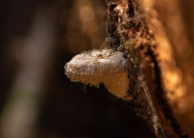 Mushroom tree dew macro