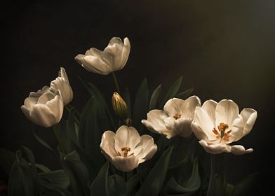 White Tulip Still Life