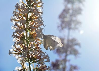 Butterfly in the Sunlight