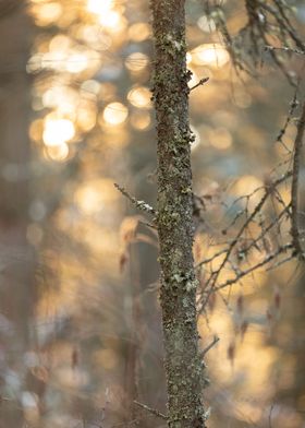 mossy tree fall evening 