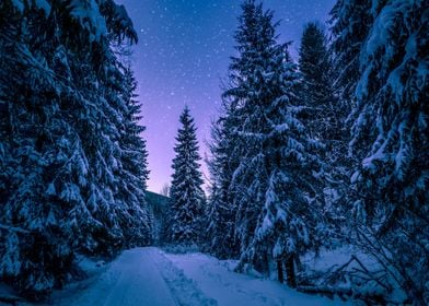 Nature Snow Trees Winter