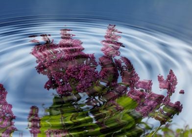 Lilac in water ripples