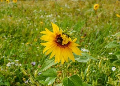 A big sunflower with a bum