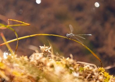 Dragonfly fall light macro