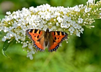 Butterfly on lilac