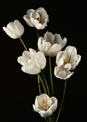 White Tulip Still Life