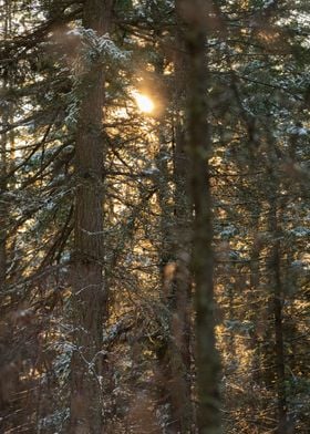 Evening light fall forest