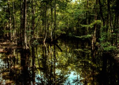 Swamp in South Georgia