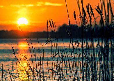 lake sunset hollyhock leav