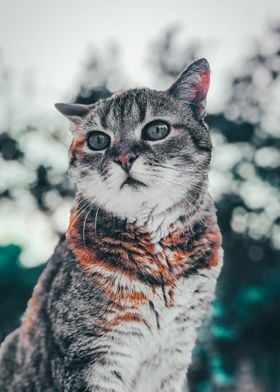Cute Cat poster