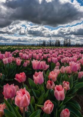 Pink tulips and spring sky