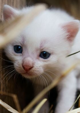 White Kitten