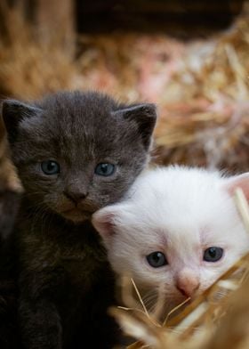 Two Kittens