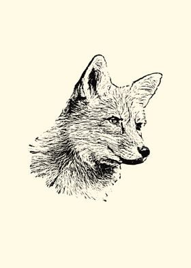 Fox portrait