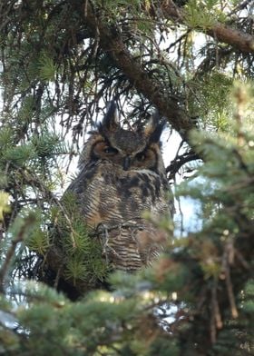 Great horned owl goddess