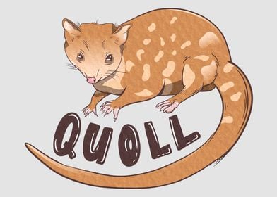 Quoll