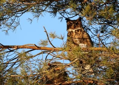 Momma Great Horned