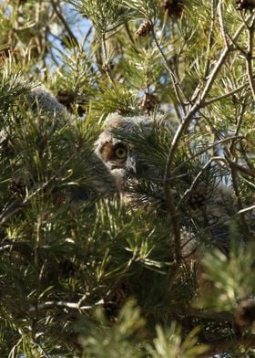 Baby great horned