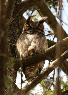 Father great horned owl