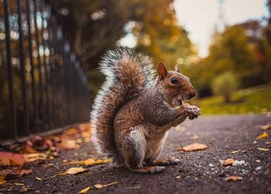 Cute Squirrel eating nuts