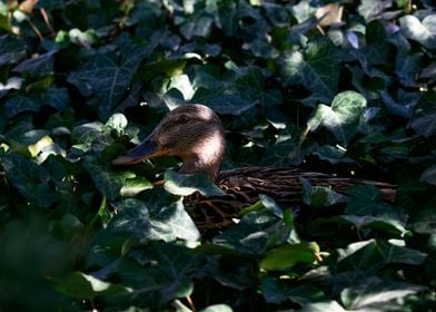 Relaxing Duck